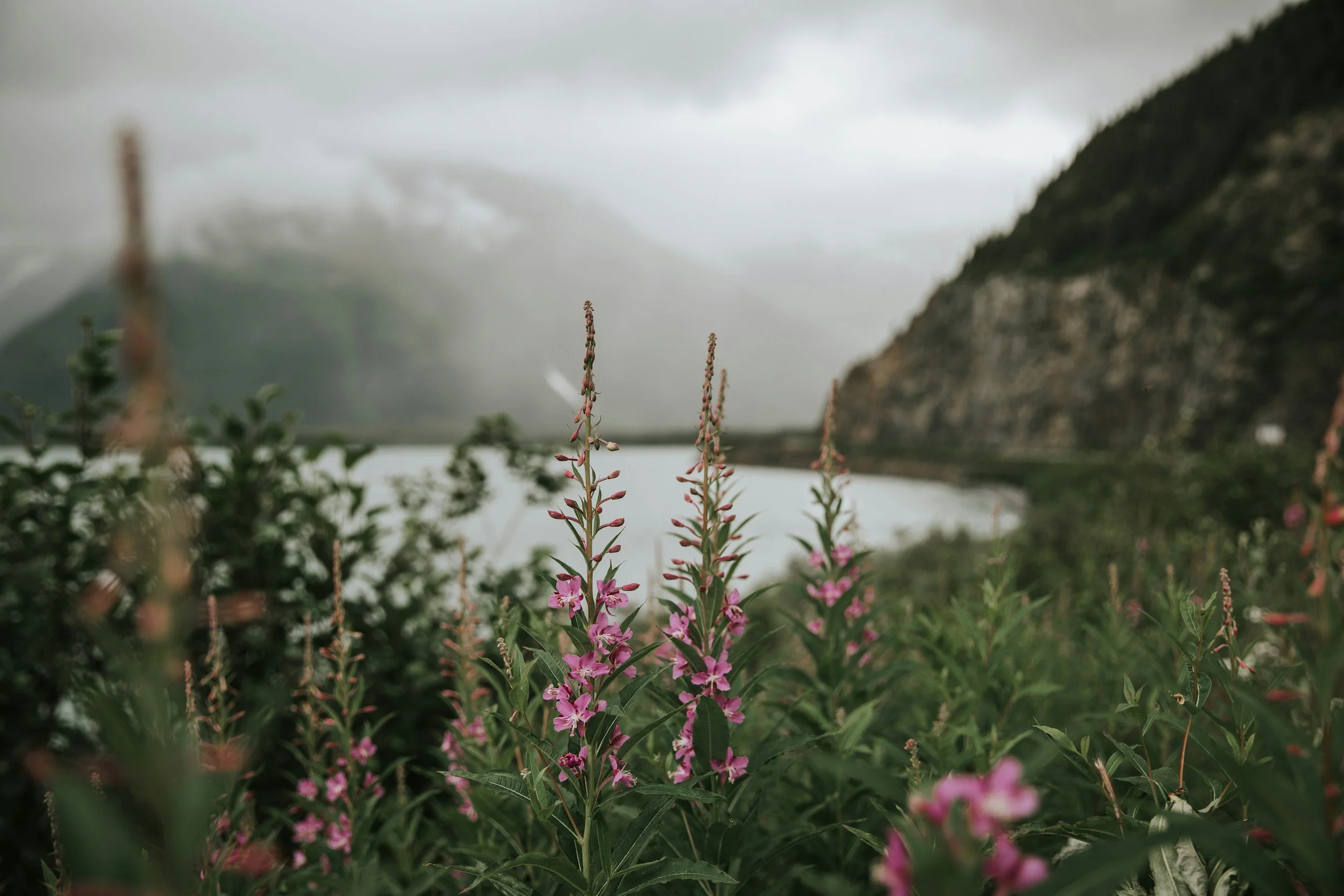 Pink fireweed wildflowers in front of a misty mountain lake